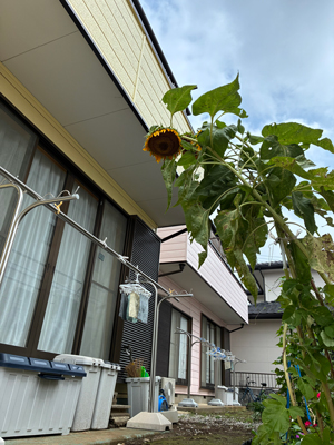 知育トイ・知育玩具の画像